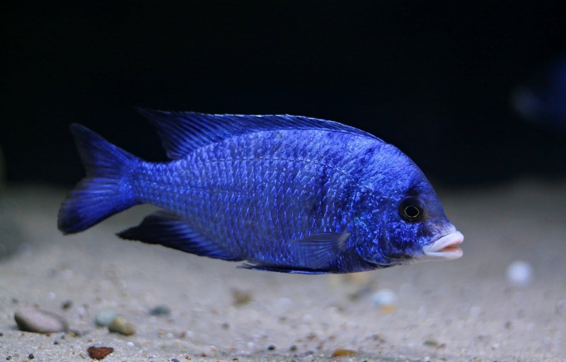Placidochromis phenochilus 'Mdoka Reef'
